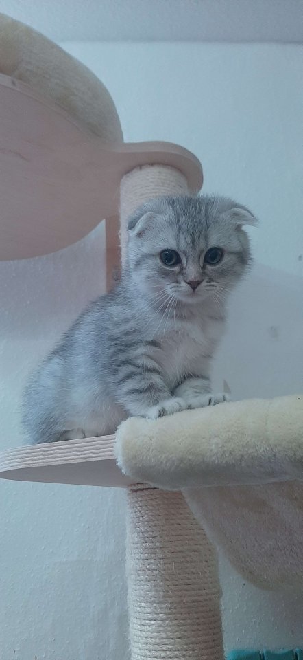3 süße BKH Mischlingskätzchen - Katzen - Goslar