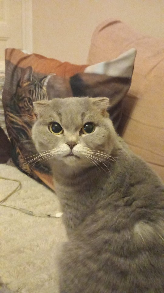 Scottish Fold sucht neues Zuhause - Katzen - Berlin