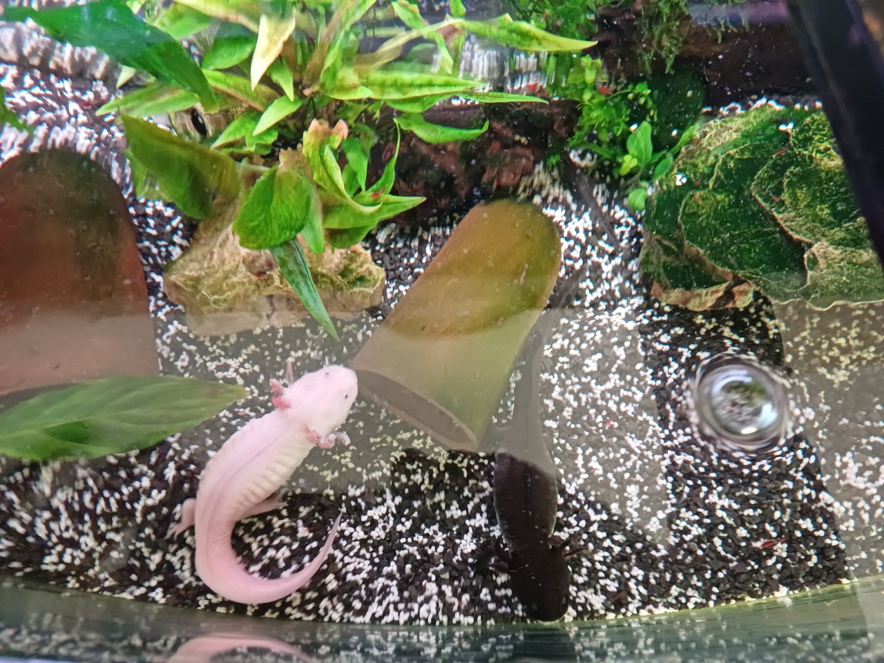Axolotl abzugeben wegen Umzug - Sonstiges - Heilbronn