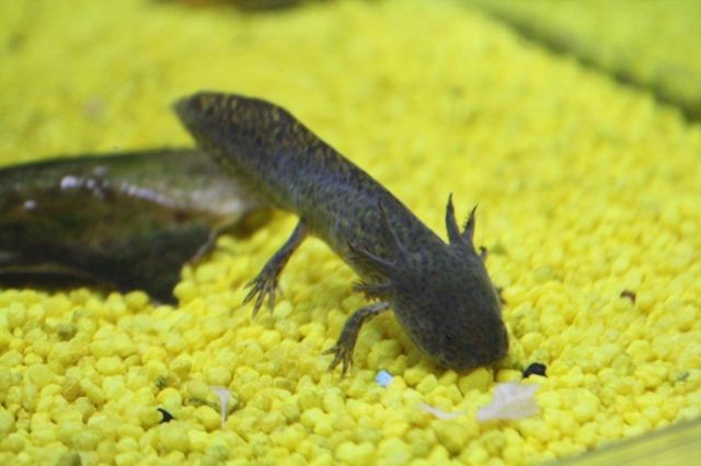 Axolotl natur und albino Ambystoma mexicanum  - Fische - Weidhausen