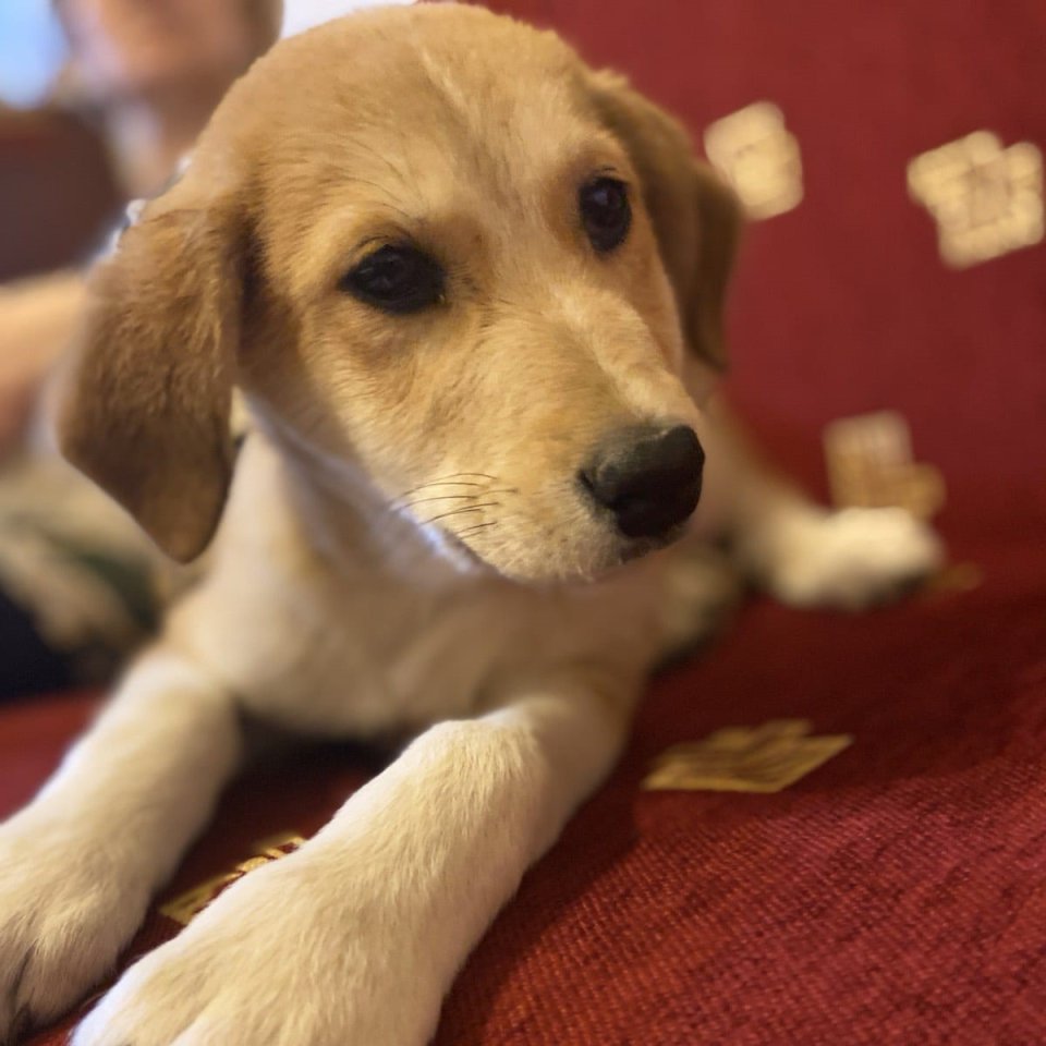 Irma / Status: sucht ein Zuhause - Hunde - Krefeld