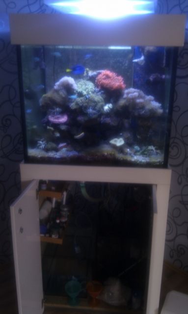 Meerwasserbecken Komplett - Aquarien und Zubehoer - lampertheim