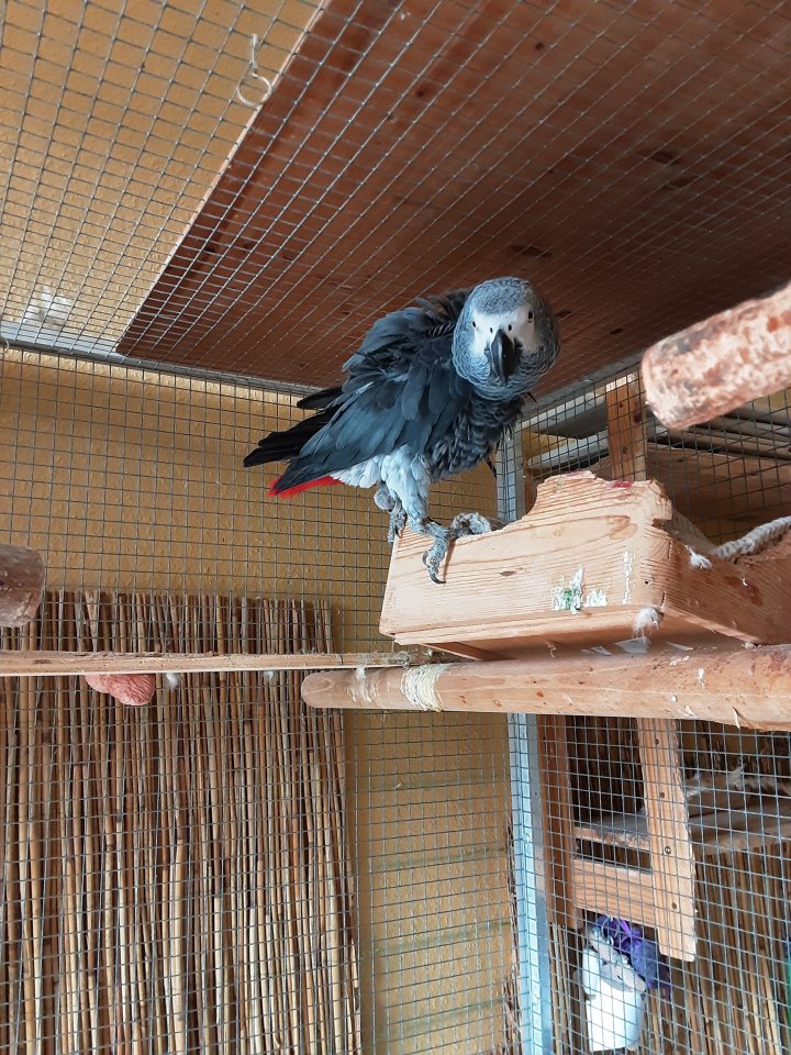 Graupapagei sucht neues Zuhause, Lübeck-Schleswig-Holstein - Voegel - Lübeck
