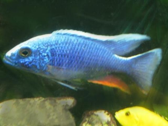 Auflösung Cichliden - Becken (Buntbarsche) verschiedene Barsche