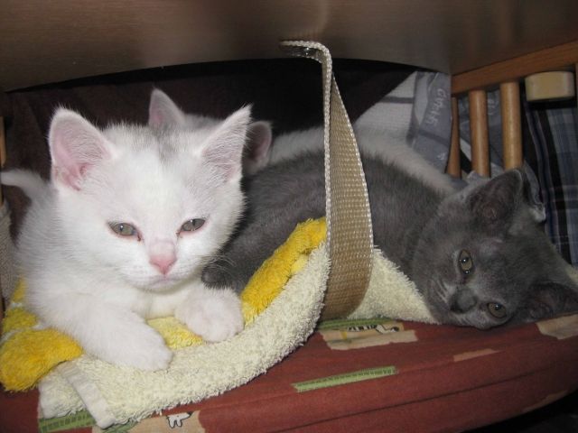 BKH-Kitten  - Katzen - Großkorbetha