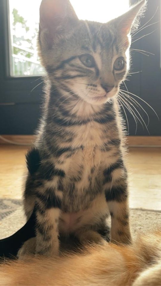 Katzenbabys Kitten 12 Wochen alt - Katzen - Aurachtal