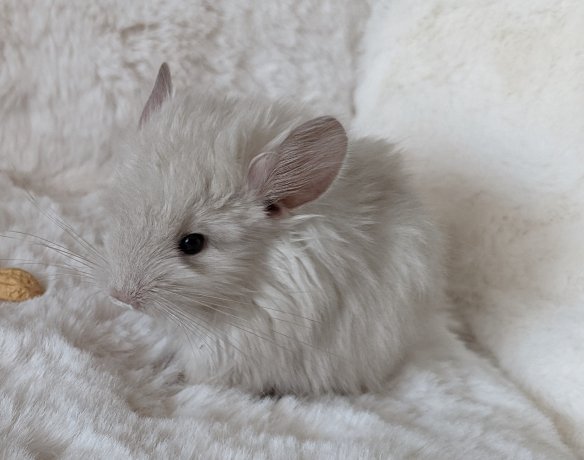 Chinchilla Jungtiere Normalfell und Angora - Nagetiere - Berlin