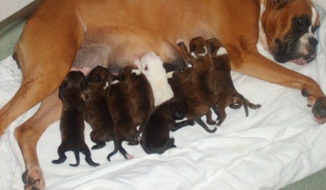 Wunderschöne Boxerwelpen mit Papiere - Hunde - Neuenkirchen-Vörden