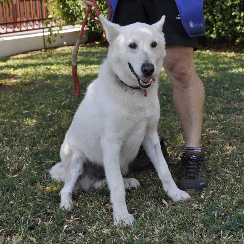 White / Status: sucht ein Zuhause - Hunde - Krefeld