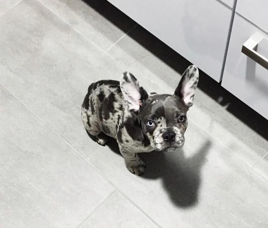 Wunderschöne Französische Bulldoggen Welpen - Hunde - wien