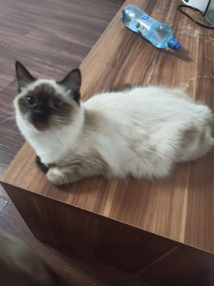 Siam Katzen verkaufen - Katzen - Freiburg