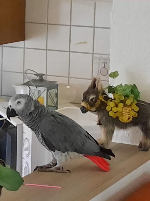 Graupapagei weiblich gesucht - Haustiere - Leer