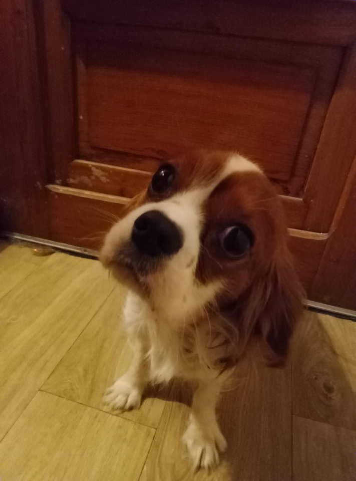 Cavalier King Charles Spaniel Rüde blenheim - Hunde - Weil am Rhein