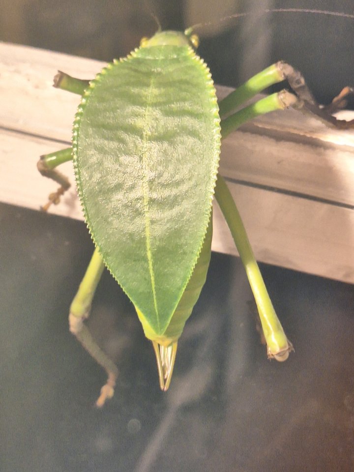 Schrecke / Siliquifera grandis - Insekten - Hanau