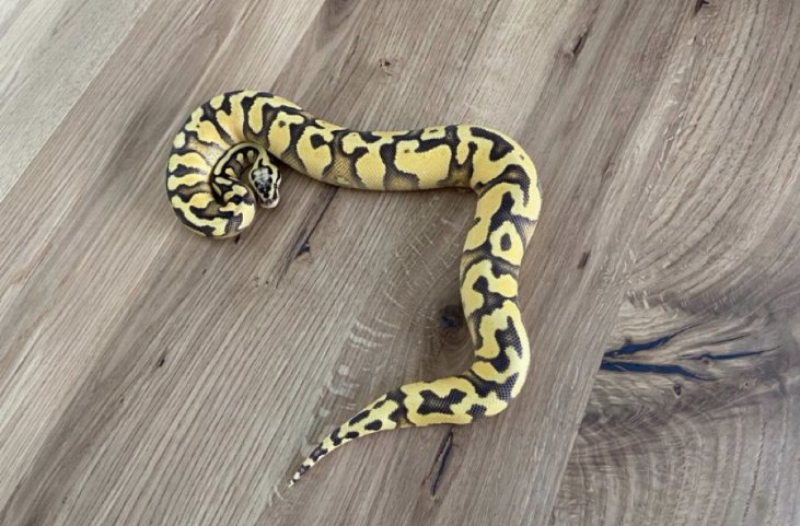 Königspythons abzugeben - Reptilien - Dietersburg