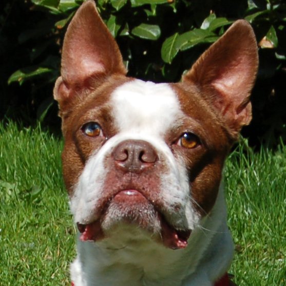 BO-DEXTER - männlich 5 Jahre 40 cm 15 kg Boston Terrier Gechipt Kastriert - Hunde - Lauf an der Pegnitz