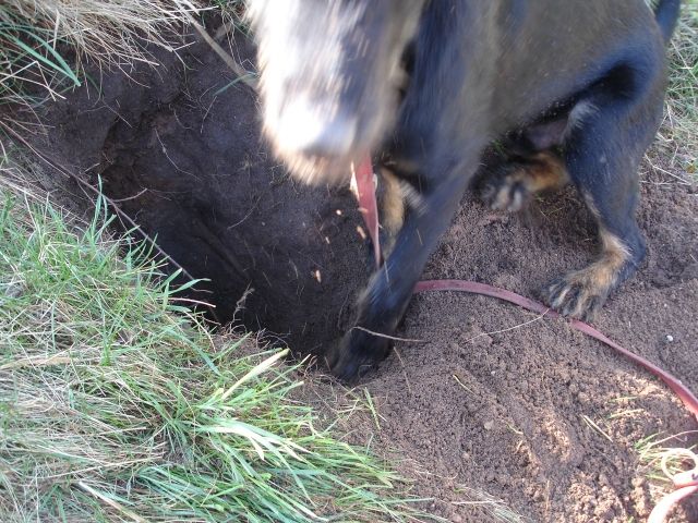ALS PFLEGEFAMILIE OK / ALS ADOPTANT UNERWÜNSCHT! - Tiere In Not - Nürnberg