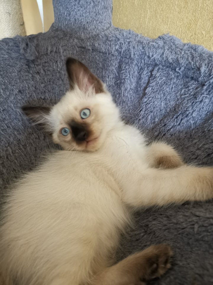 Thai Kitten, Siam Kitten - Katzen - Jena