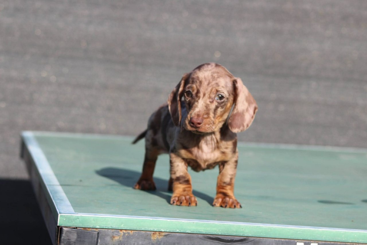 Zwergdackel Welpen suchen zuhause - Hunde - Stuttgart