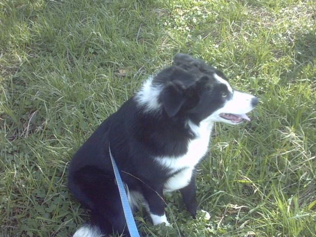 Bordercolly Hündin - Hunde - Glindenberg