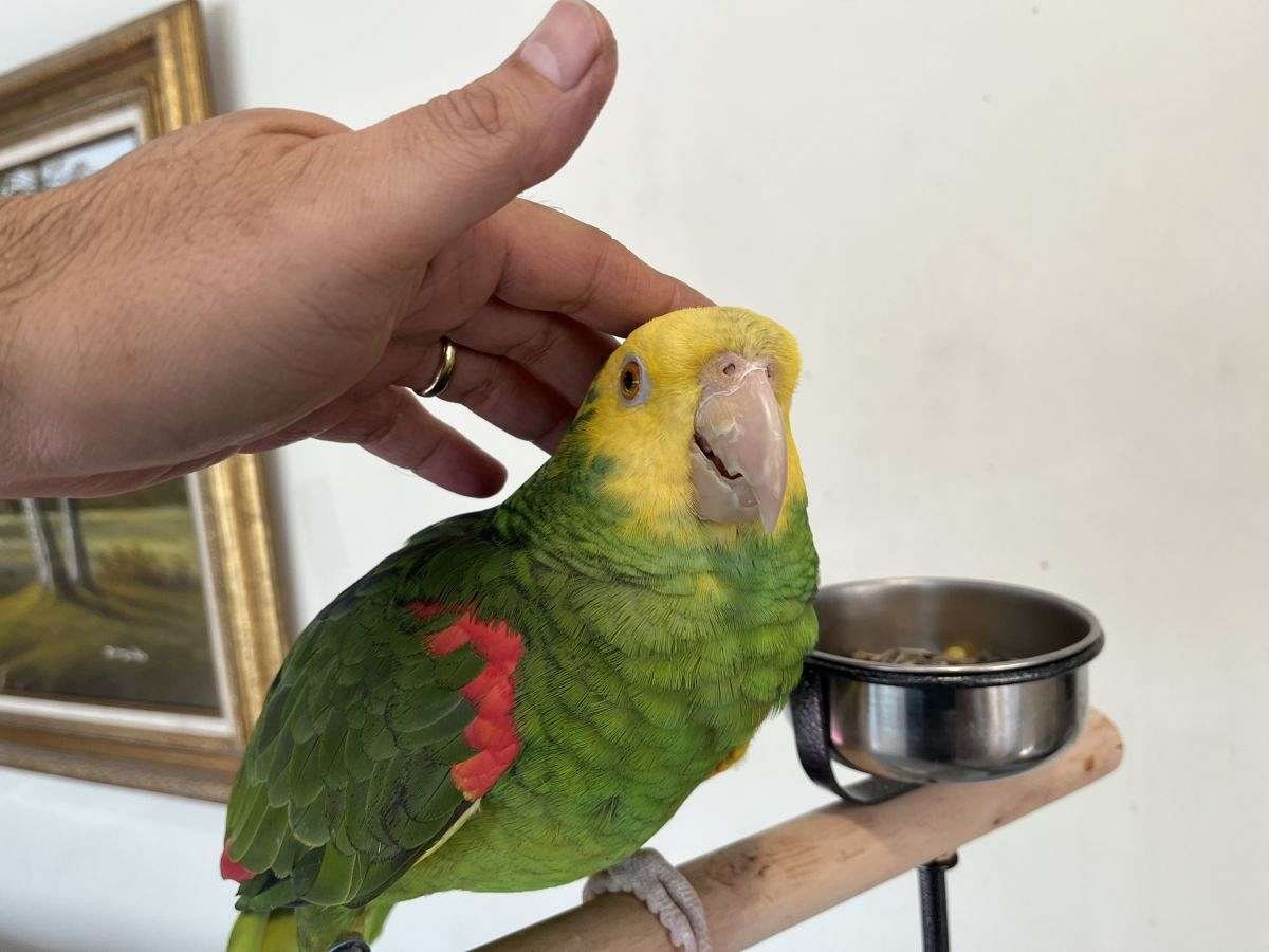 Junge zahme Amazone Baby - Voegel - Paunzhausen
