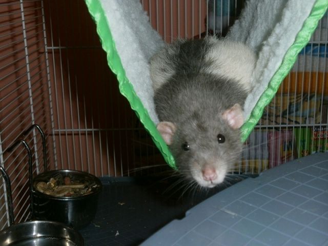 Verkaufe meine 2 Sehr Zahmen Dumboratten+Zubehör - Ratten - Waldweiler