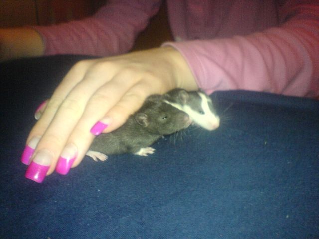Dringend noch zwei rattenbaby männchen abzugeben - Ratten - hannover