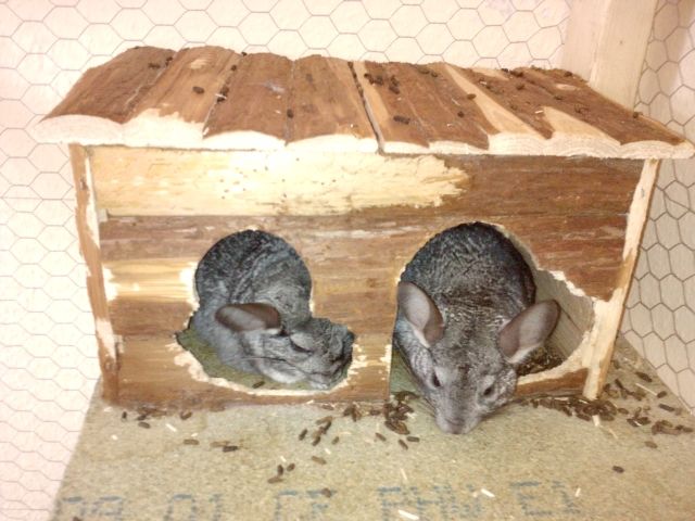 Chinchilla Pärchen abzugeben ( - Nagetiere Allgemein - Fleckeby