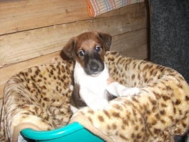 Glatthaar Foxterrier Welpen - Hunde - Lehrte