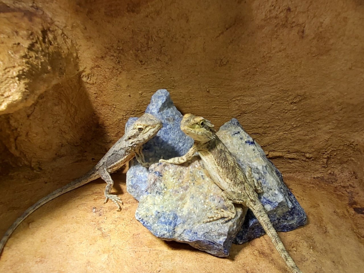 Zwergbartagamen Pärchen Pogona Minor + Terrarium und Zubehör - Reptilien - Bad Lausick