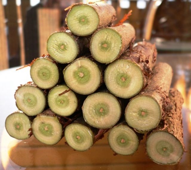 30 frische HASELNUßZWEIGE/Knabberholz/Nagerspielzeug!!!!!!!!!!!! - Meerschweinchen - Waffenbrunn