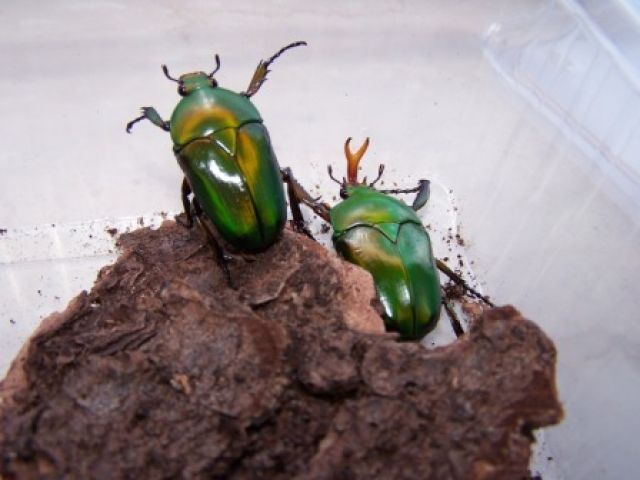 Rosenkäfer uns Larven abzugeben  - Insekten - München