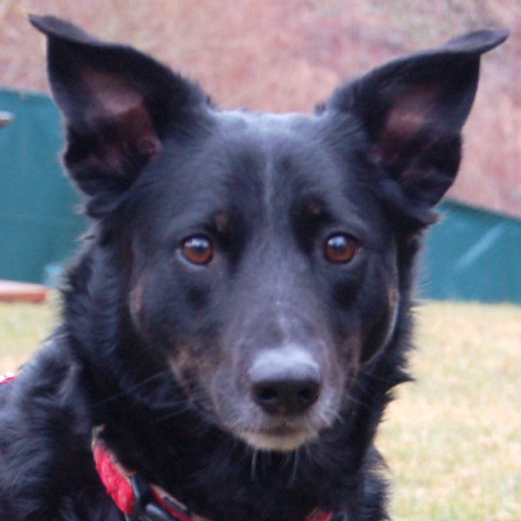 ROXALIE -  weiblich  3 Jahre  55 cm  23 kg  Mix  Gechipt  Nicht kastriert - Hunde - Lauf an der Pegnitz