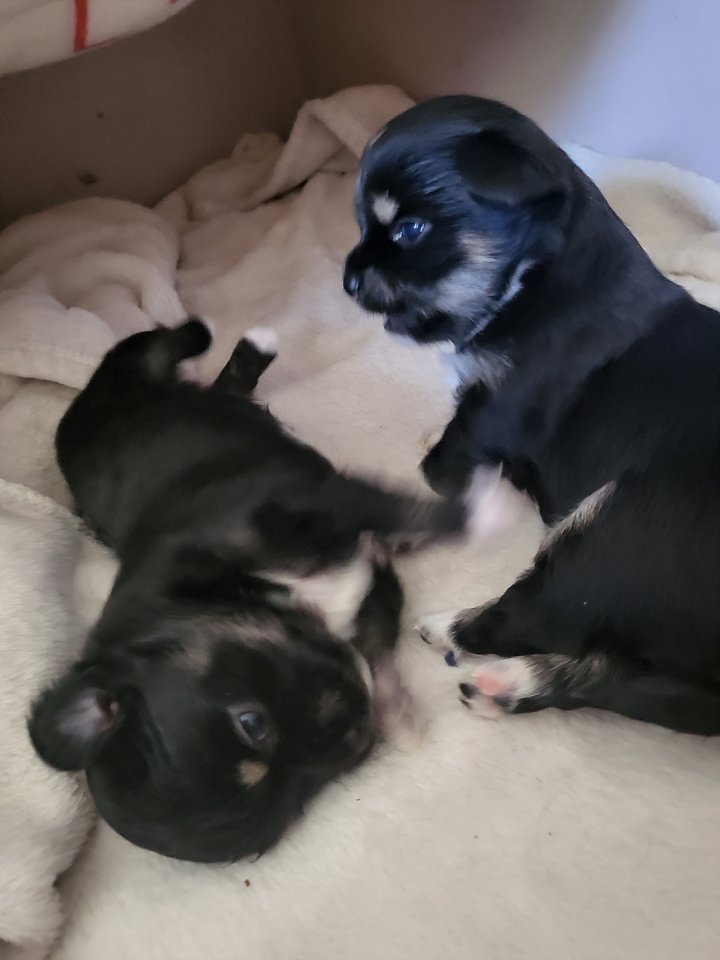 Chihuahua Welpen in liebevolle Hände abzugeben - Hunde - Hoppenstedt