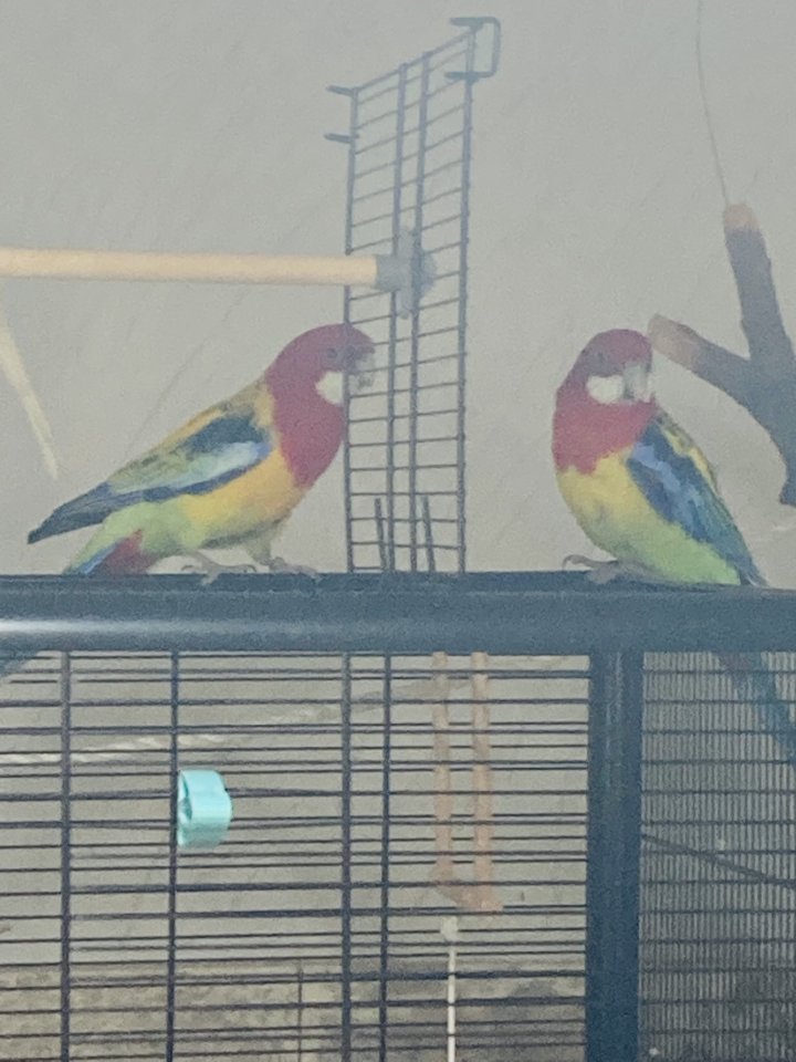 Ein Prachtrosella und zwei Wellensittiche!!! - Voegel - Schmalkalden 