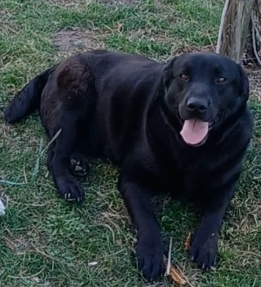 Dorian, a.d.Tierschutz, sucht Happy-Home - Hunde - Boxberg