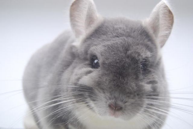 Chinchilla Afro Violett Bock dt. Nachzucht - Sonstige Haustiere - schwabach