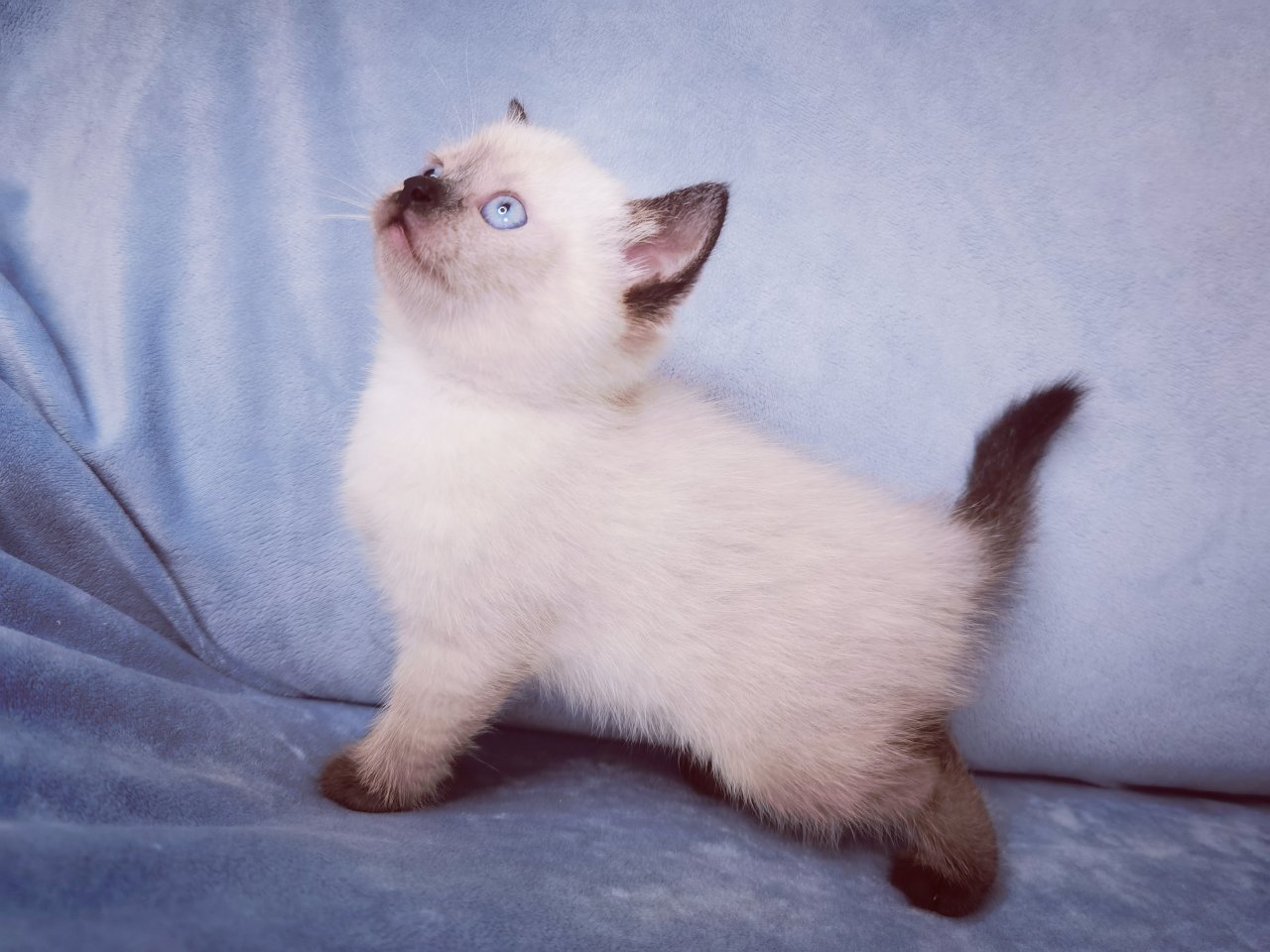 Kitten, Katzen Babys - Katzen - Saarbrücken