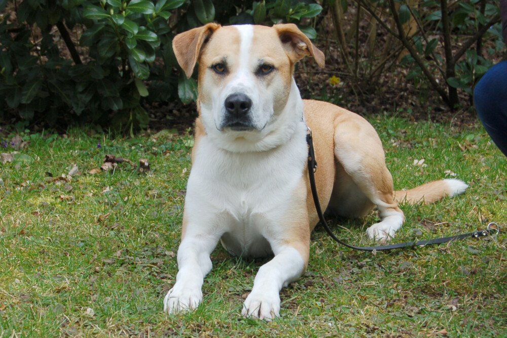 LOUNIS - männlich  4 Jahre  62 cm  33 kg  Mix  Gechipt  Kastriert - Hunde - Lauf an der Pegnitz