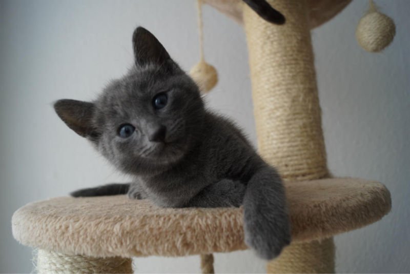 Russisch Blau Kitten mit Stammbaum - Katzen - Munsbach