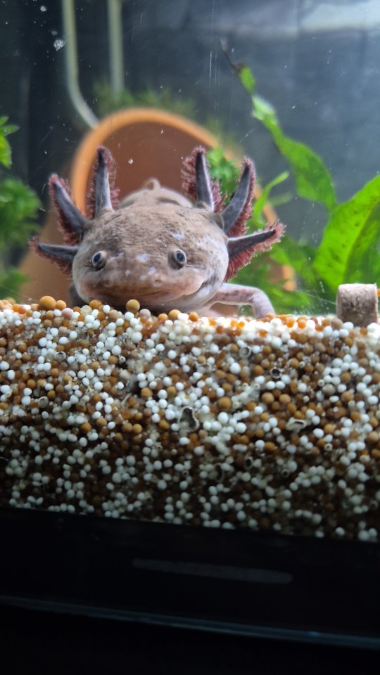 Axolotl abzugeben ... - Amphibien - Viersen