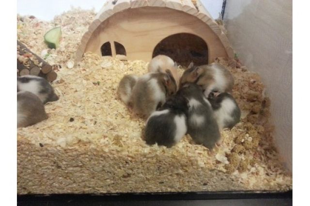 4 süsse Goldhamster mit Ahnentafel suchen ein neues Zuhause - Hamster - Salzgitter