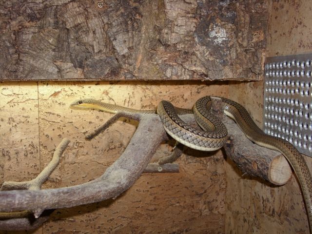 Sandrennattern - Reptilien - Heek