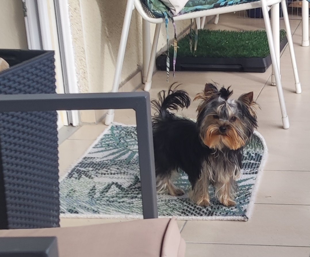 Yorkshire Terrier Rüde - Hunde - Haiterbach