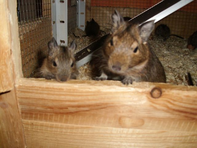 Handzahme junge Degus abzugeben - Sonst Nagetiere - Elsdorf