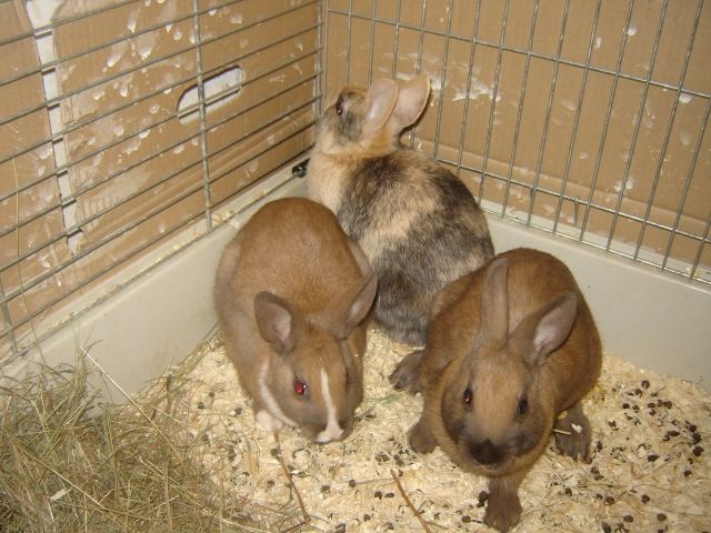 Hasen Kaninchen Kleinanzeigen Hasen Kaninchen Annoncen Hasen