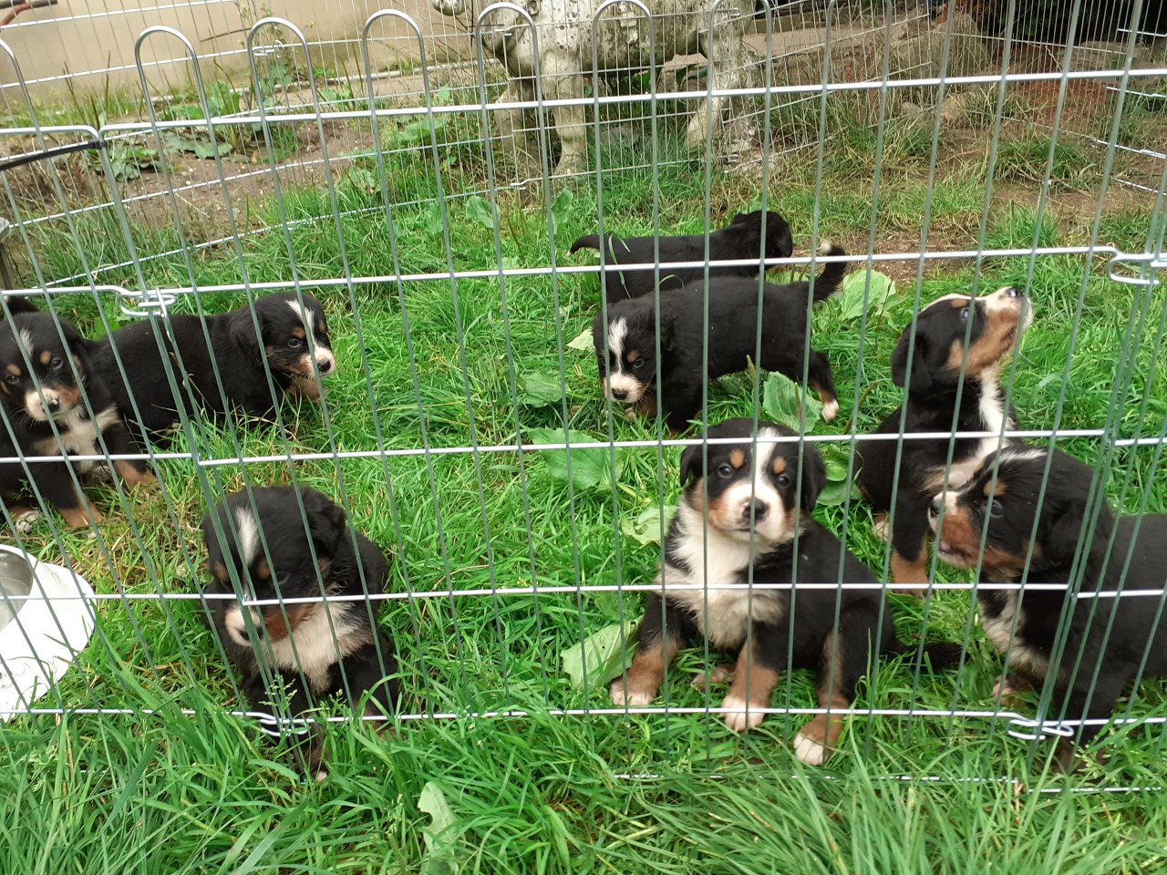 Berner Sennenhündin X Grosser Schweizer - Hunde - Rees