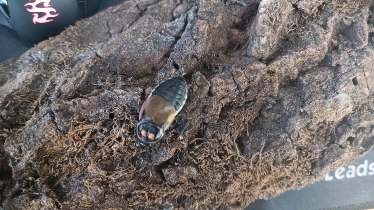 Lucihormetica subcincta (Leuchtschaben) Zuchtansatz 15 Tiere - Futtertiere Allgemein - Hamburg