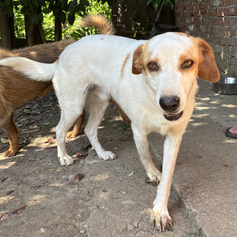 Lio sucht ein Zuhause - Hunde - Krefeld