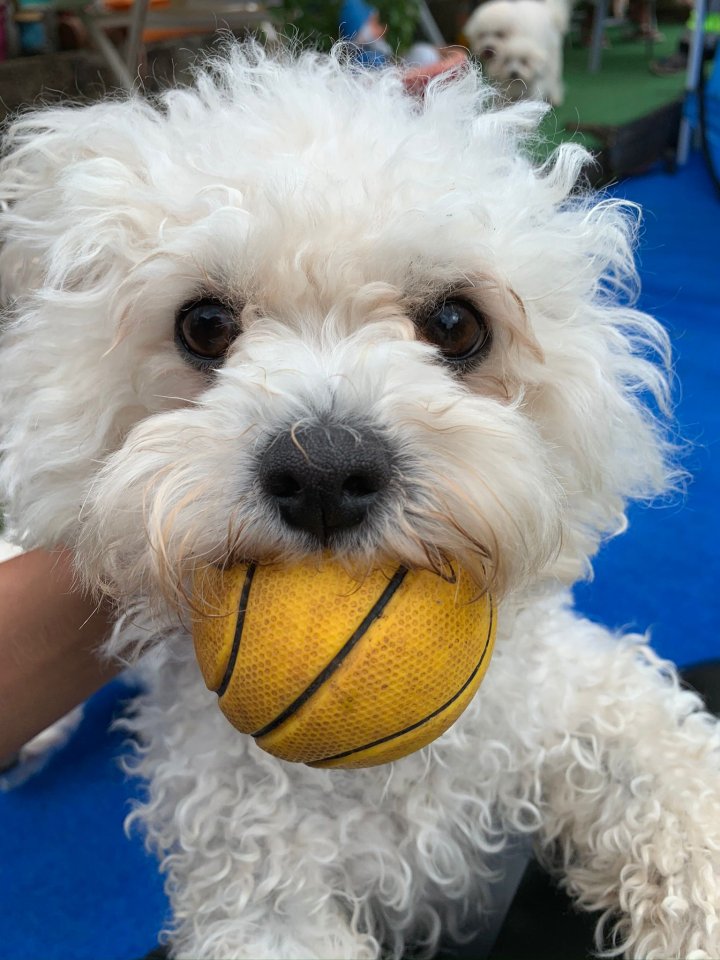 Allergiefreie Bichon frise Welpen - Hunde - Mechernich
